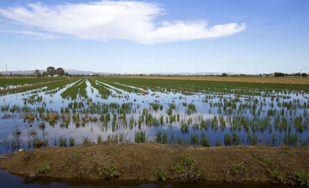 Mi Apartamento En El Delta Del Ebro Deltebre Esterno foto